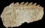 Fossil Cow Shark (Hexanchus) Tooth - Morocco #115823-1